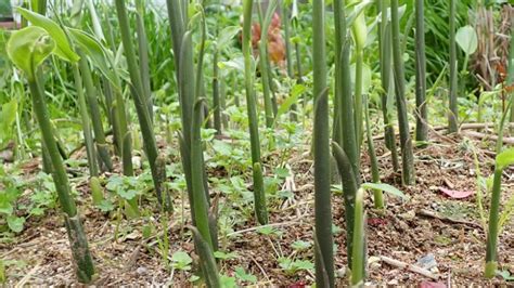 陽性植物|陽性植物とは？ わかりやすく解説